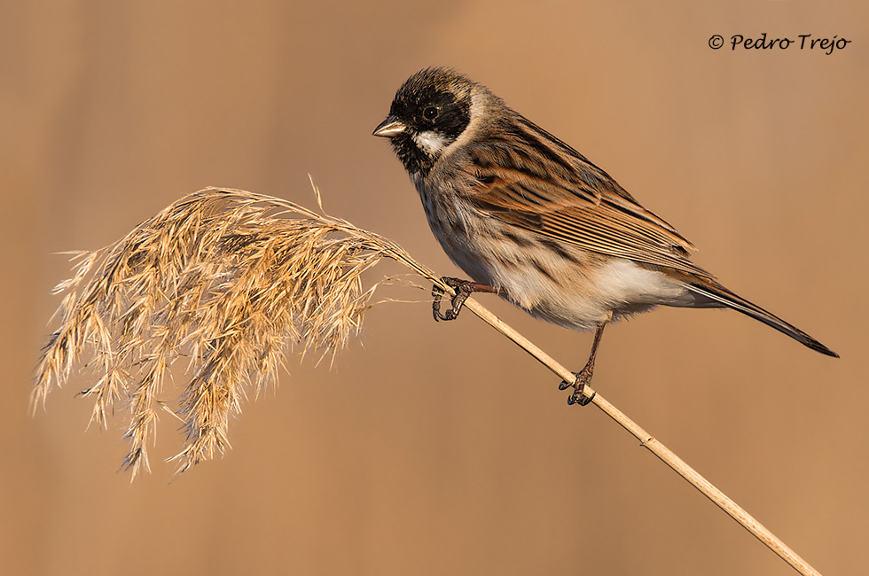 Escribano palustre (Emberiza schoeniclus).